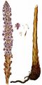 Knapweed Broomrape - Orobanche elatior Sutton