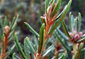 Labrador Tea - Rhododendron tomentosum Harmaja