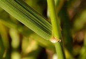 Meadow Fescue - Schedonorus pratensis (Huds.) P. Beauv.