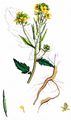 Charlock - Sinapis arvensis L.