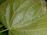 Large-Leaved Lime - Tilia platyphyllos Scop.
