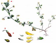 Kleinster Klee - Trifolium micranthum Viv. 