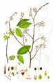 European White-Elm - Ulmus laevis Pall.