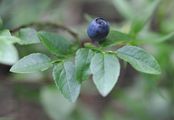 Blaubeere - Vaccinium myrtillus L.