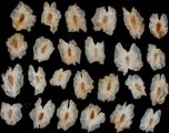 Paulownia tomentosa (Chinesischer Blauglockenbaum) - geflügelte Samen