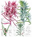 Summer-Cypress - Bassia scoparia (L.) A. J. Scott