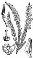 Besenheide - Calluna vulgaris (L.) Hull