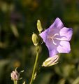 Peach-Leaved Bellflower - Campanula persicifolia L.