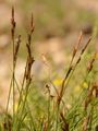 Vogelfuß-Segge - Carex ornithopoda Willd.