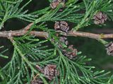 Lawson's Cypress - Chamaecyparis lawsoniana (A. Murray bis) Parl.