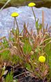 Krähenfüßige Laugenblume - Cotula coronopifolia L.