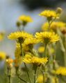 Bristly Hawk's-Beard - Crepis setosa Haller f.