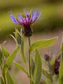 Berg-Flockenblume - Cyanus montanus (L.) Hill