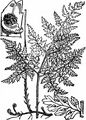 Berg-Blasenfarn - Cystopteris montana (Lam.) Desv.