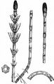 Water Horsetail - Equisetum fluviatile L.