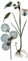Schmalblättriges Wollgras - Eriophorum angustifolium Honck.