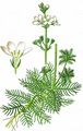 Europäische Wasserfeder - Hottonia palustris L.