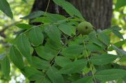 Black Walnut - Juglans nigra L.