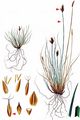 False Sedge - Kobresia simpliciuscula (Wahlenb.) Mack.