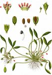 Gewöhnlicher Schlammling - Limosella aquatica L. 