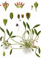Mudwort - Limosella aquatica L.