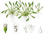 Mudwort - Limosella aquatica L.