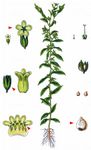Echter Steinsame - Lithospermum officinale L. 