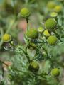 Strahlenlose Kamille - Matricaria discoidea DC.