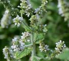 Round-Leaved Mint - Mentha suaveolens Ehrh.