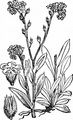 Wood Forget-Me-Not - Myosotis sylvatica Hoffm.