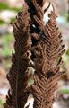 Ostrich Fern - Onoclea struthiopteris (L.) Roth