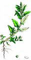Oak-Leaved Goosefoot - Oxybasis glauca (L.) S. Fuentes & al.