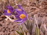 Eastern Pasqueflower - Pulsatilla patens (L.) Mill.