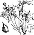 Meadow Buttercup - Ranunculus acris L.