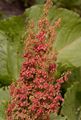 Alpen-Ampfer - Rumex alpinus L.