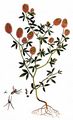 Hasen-Klee - Trifolium arvense L.