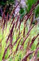 Silber-Raugras - Achnatherum calamagrostis (L.) P. Beauv.
