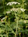 Ground-Elder - Aegopodium podagraria L.