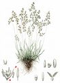  - Agrostis alpina Scop.