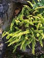 Green Spleenwort - Asplenium viride Huds.
