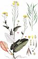 Turnip - Brassica rapa (L.) L.