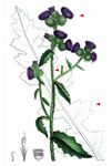 Kletten-Distel - Carduus personata (L.) Jacq. 