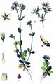 Sticky Mouse-Ear - Cerastium glomeratum Thuill.
