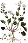 Gewöhnliches Löffelkraut - Cochlearia officinalis L. 