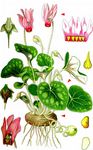 Wildes Alpenveilchen - Cyclamen purpurascens Mill. 
