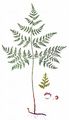 Mountain Bladder-Fern - Cystopteris montana (Lam.) Desv.