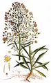Kanadisches Berufkraut - Erigeron canadensis L.