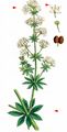 White Bedstraw - Galium album Mill.
