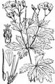 Wood Crane's-Bill - Geranium sylvaticum L.