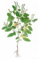 Europäische Sonnenwende - Heliotropium europaeum L.